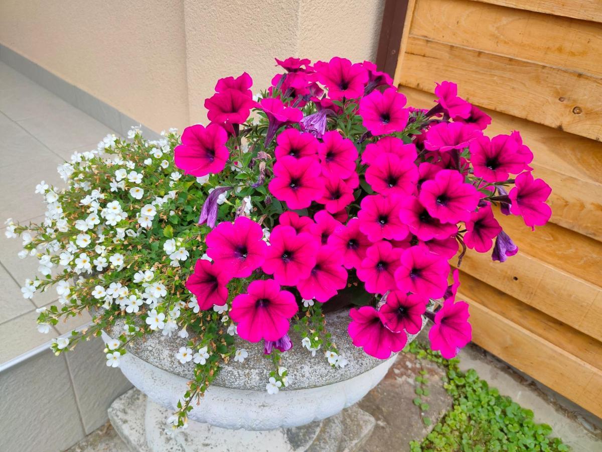 Studio Apartman Queen Bjelovar Buitenkant foto